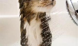 猫多大可以开始洗澡